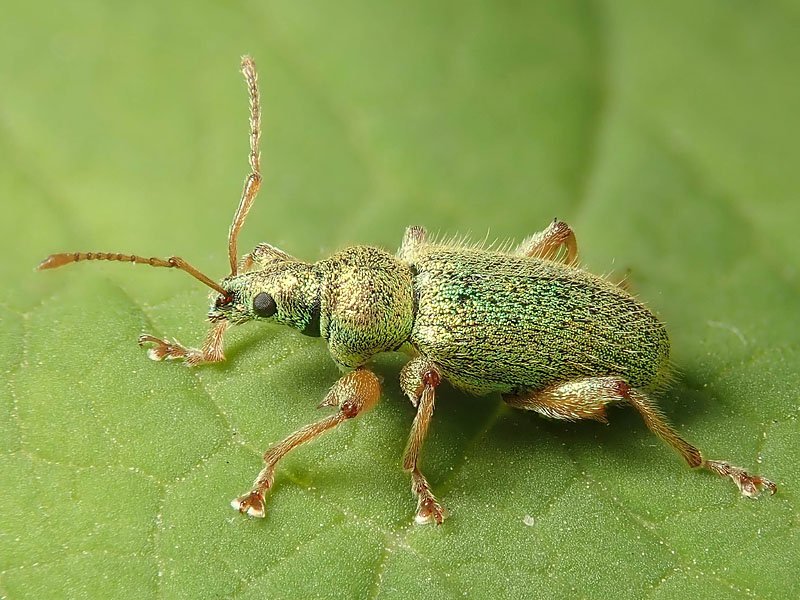 Curculionidae: Phyllobius longipilis